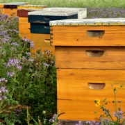 Ruche en entreprise : un engagement pour la biodiversité